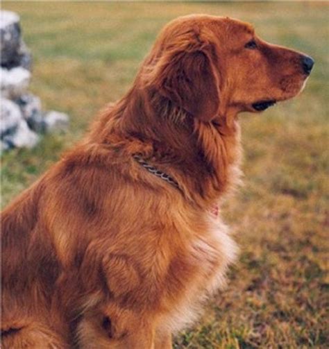 The golden retriever club of america's rescue network can help you find a dog that may be the perfect companion for your family. red golden retriever puppies | Cute Puppies | humans ...
