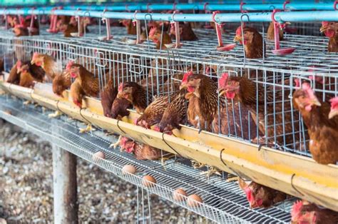 How To Start Poultry Farming In Manipur Business Plan Set Up Cost