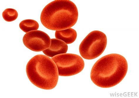 What Is The Difference Between Red And White Blood Cells