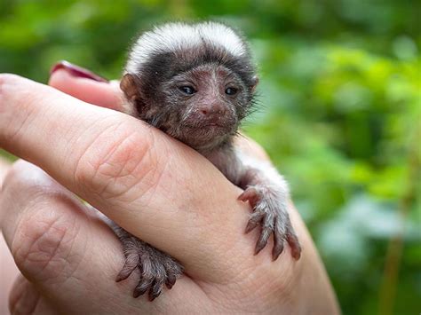 Palm Size Rare Monkey Abandoned By Parents Who Turned All Attention To