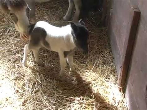 toyland newborn baby pinto falabella foal youtube