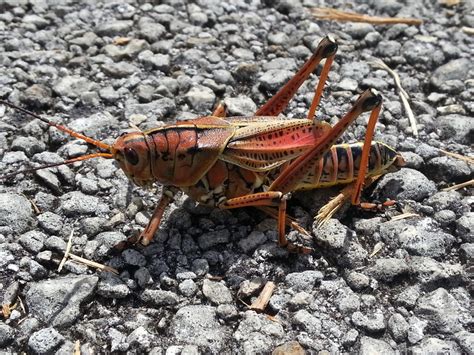 An Everglades Cricket 4inches 100mm Photo