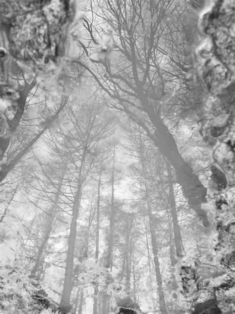 무료 이미지 나무 숲 분기 눈 겨울 검정색과 흰색 서리 날씨 단색화 시즌 삼림지 서식지 동결 흑백