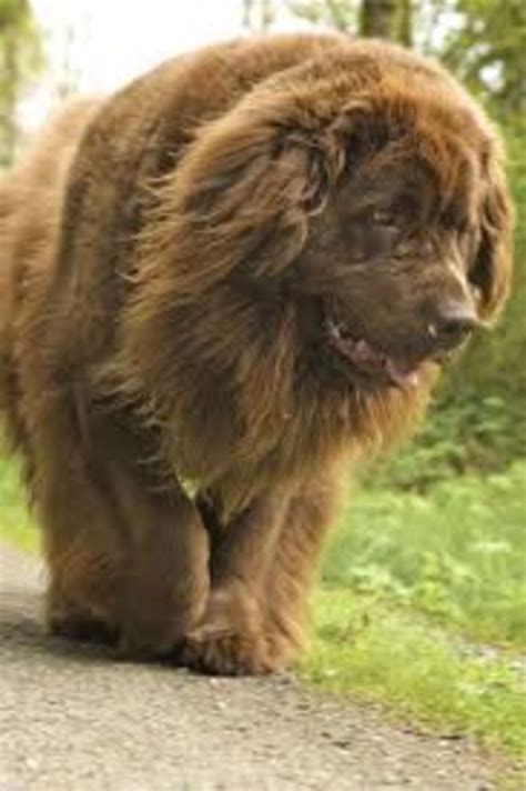 Top 10 Largest Dog Breeds In The World A Listly List