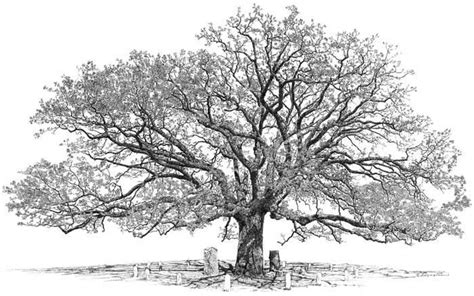 Image Result For Oak Tree Drawing Tree With Roots Drawing Oak Tree
