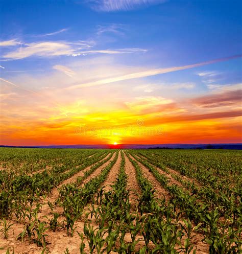 Corn Field At Sunset Stock Image Image Of Corn Harvest 83928557