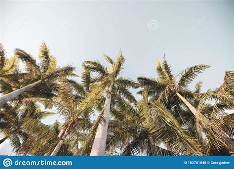 Canopy Of Palm Trees Looking Up From Below Stock Photo Image Of