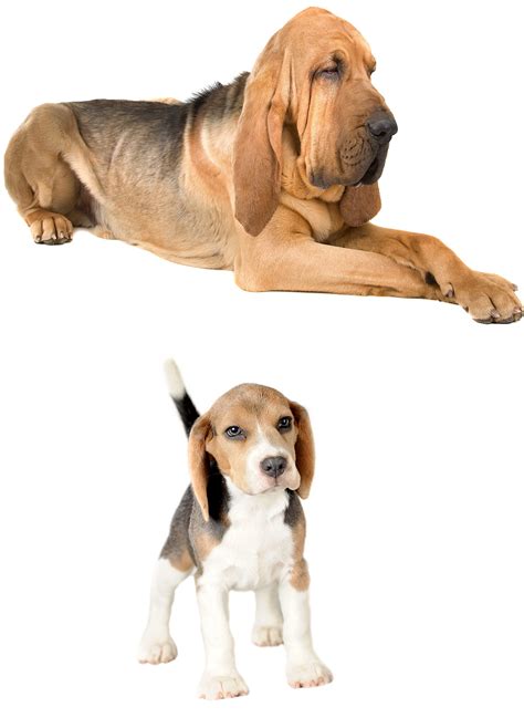 Beagle Bloodhound Mix Our Guide To This Intriguing Cross Breed