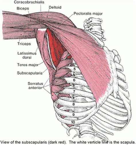 Latissimus Dorsi Kenhub Human Anatomy