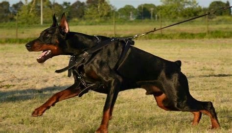 Guard Dog Training For A Doberman