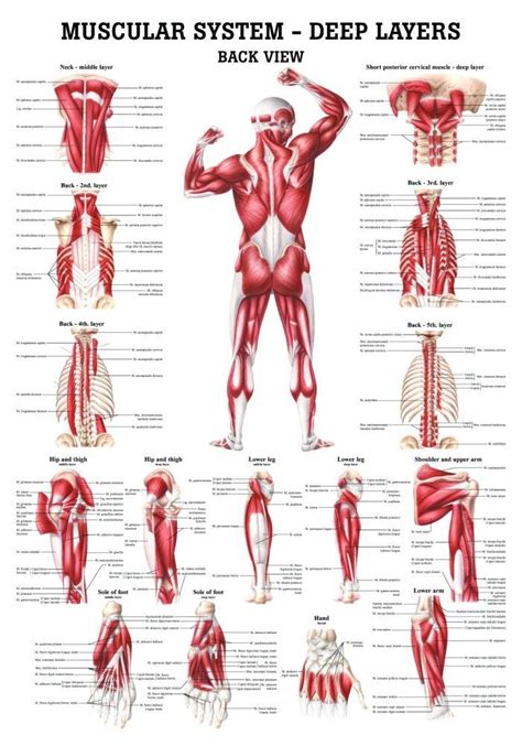 the muscular system deep layers back laminated anatomy chart anatomie des muscles muscles