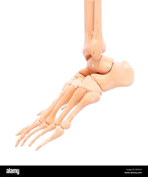 Fußknochen Anatomie Fotos Und Bildmaterial In Hoher Auflösung Seite