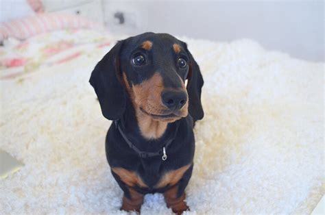 12 Cute Expressions Every Dachshund Parent Will Instantly Recognise