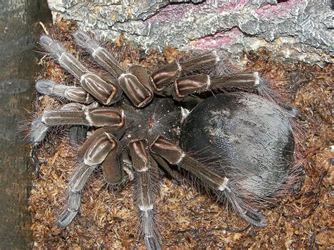 The Worlds Biggest Spider Weighs As Much As A Newborn Puppy
