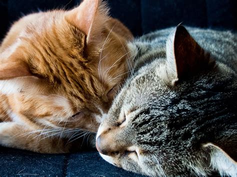 11 Inspirasi Orange Tabby Grey Cat And Kittens