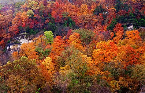 Ozark Autumn Landscapes Leaves Lichen Nature Photo Graphics Mystical