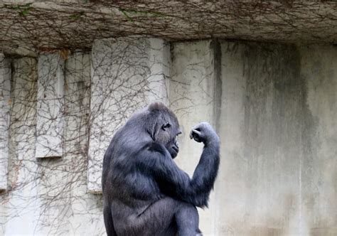 Punch Of A Gorilla How Strong Is It Interesting Facts