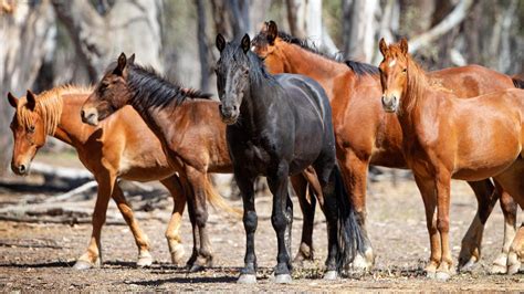 Victorian Brumbies High Country Wild Horses To Be Culled Herald Sun