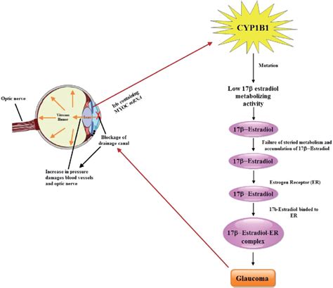 Glaucoma Pathophysiology Diagram Astigmatism Glaucoma Swollen Eyes My