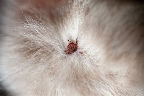 Tick Bite On A Cat Cat Meme Stock Pictures And Photos