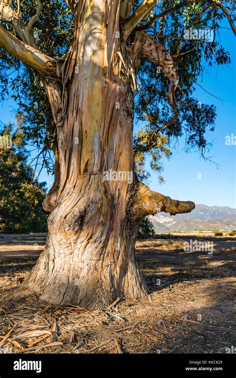 Gnarled Eucalyptus Tree Trunk With Rough And Peeling Bark Carpinteria