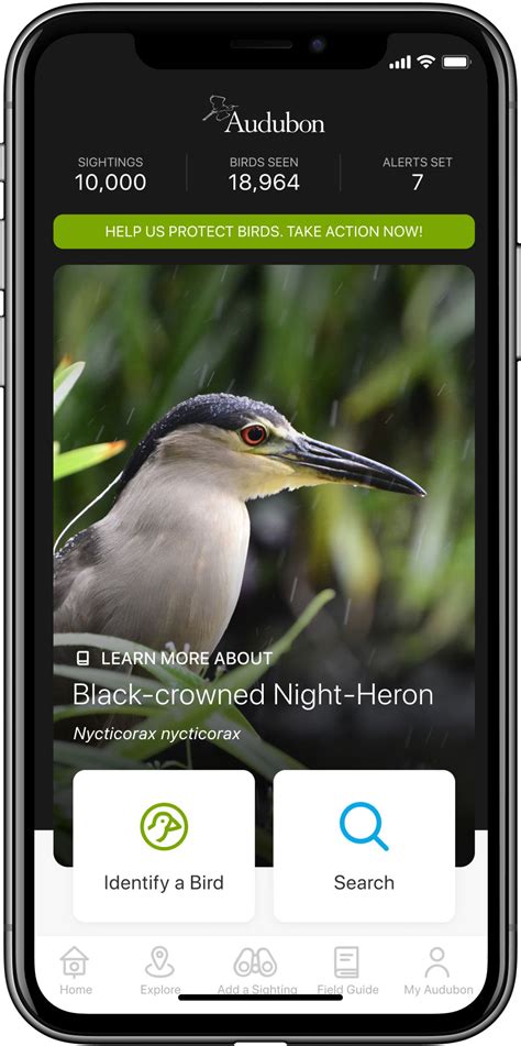 Audubon Bird Guide App Audubon