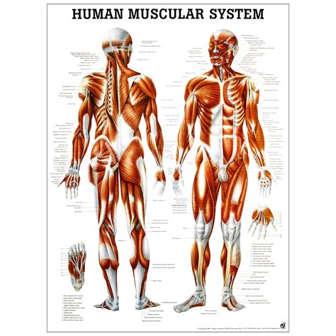 Some athletes abuse anabolic steroids to enhance performance. Poster Human muscular system - 50 x 70 cm - laminé