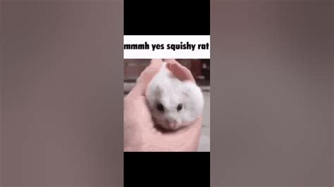 Slow Motion Squishy Rat Meme Youtube