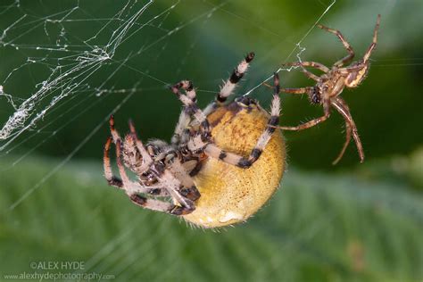 Four Spot Orb Weaver Spider Araneus Quadratus Mating Alex Hyde