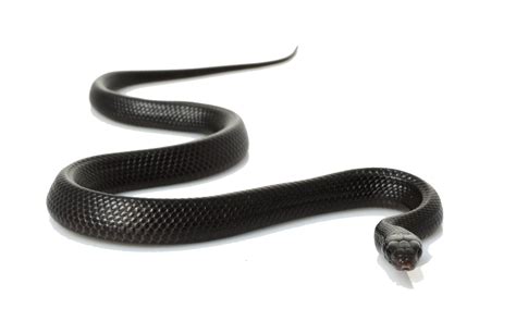 Download Black Snake Clipart HQ PNG Image | FreePNGImg png image