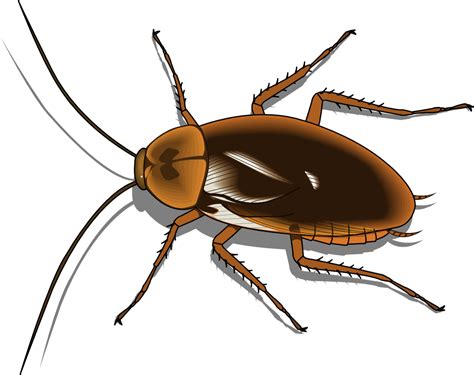 Insect Png Transparente De Insectos Png Play