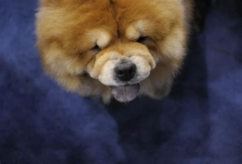 Everything You Need To Know About The Chow Chow Breed
