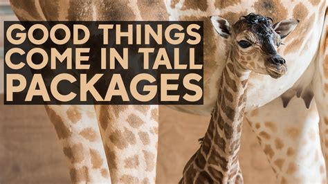 Mogo Zoo In Australia Welcomes Birth Of Baby Giraffe Abc7 Los Angeles
