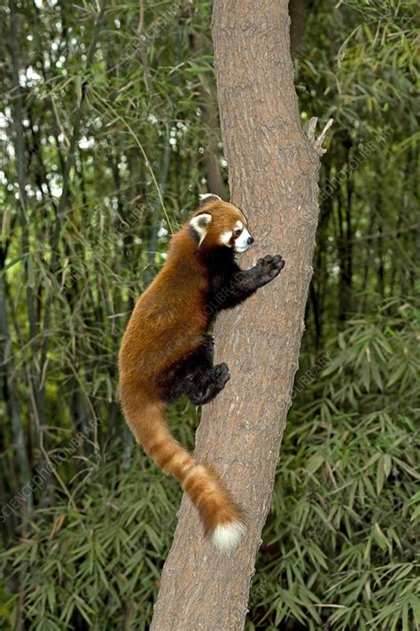 Red Panda Climbing A Tree Stock Image C0212741
