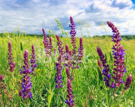 Wild Flowers In Steppe Stock Photo Royalty Free Freeimages