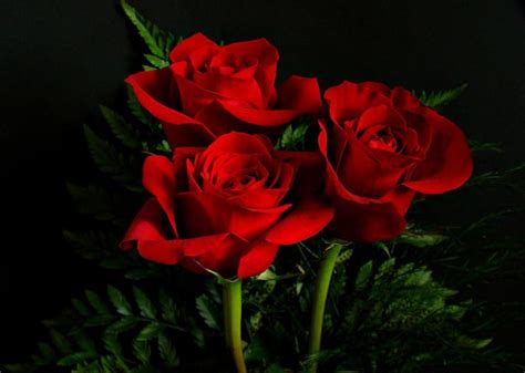 Bunga Mawar Merah Toko Bunga Jakarta Toko Bunga Online Tws Florist