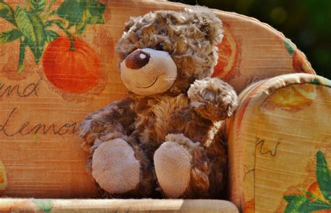 Free Images Sweet Cute Food Produce Autumn Child Teddy Bear