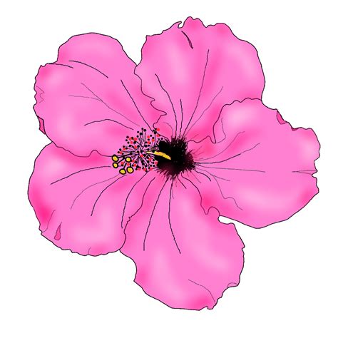 Hibiscus Drawing Simple - ClipArt Best