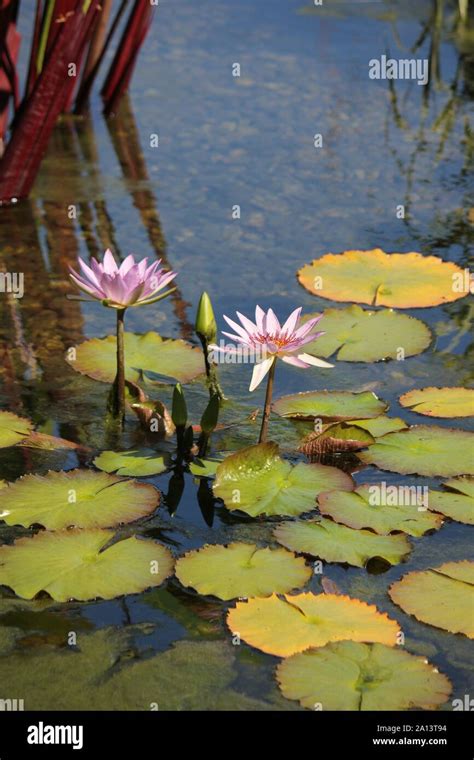 Beautiful Water Lily Growing In A Sunny Summer Water Garden
