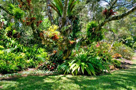 Big Island Hawaii Tropical Yard Tropical Landscaping Backyard Garden