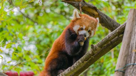 Please go to our puzzle games section if you want to play more games like. Red panda feasts on cherries in SW China - CGTN