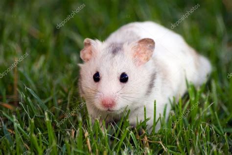 White Hamster — Stock Photo © Icefront 4017719