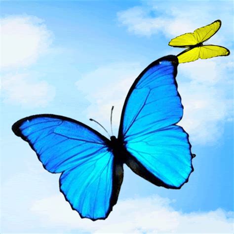 500x500px Animated Butterfly Wallpaper Wallpapersafari
