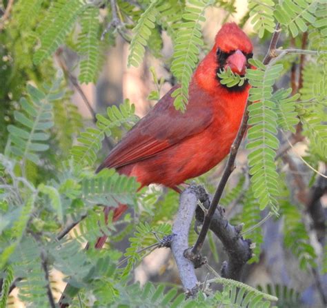 Northern Cardinal M Bird Photo Great Hobbies I Am Awesome