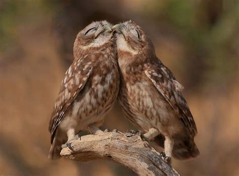 93 Animal Couples That Prove Love Exists In The Animal Kingdom Too