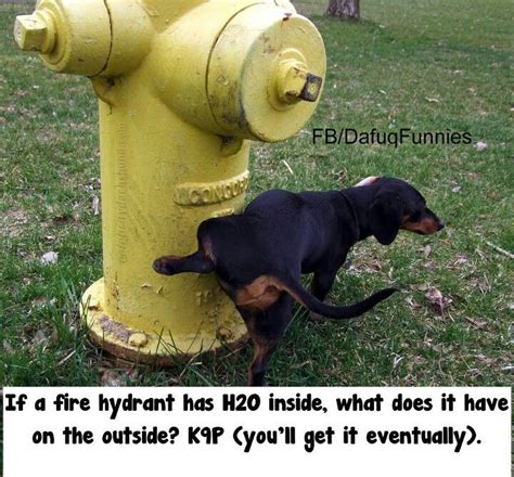 Fire Hydrants Dog Pee Weiner Dog Crusoe The Celebrity Dachshund