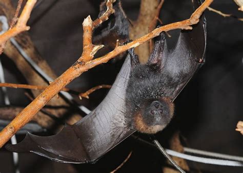 Flying Foxes Bats Affected By Rainforest Changes