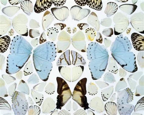 Artist Kills 9000 Butterflies For Art Exhibit Damien Hirst Comes