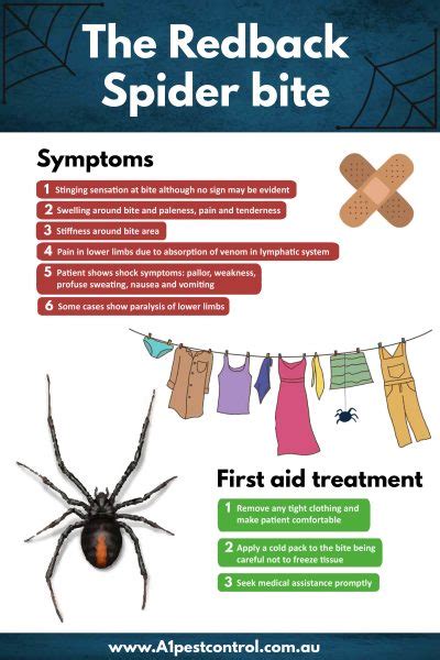 Redback Spider Bite A1 Pest Control