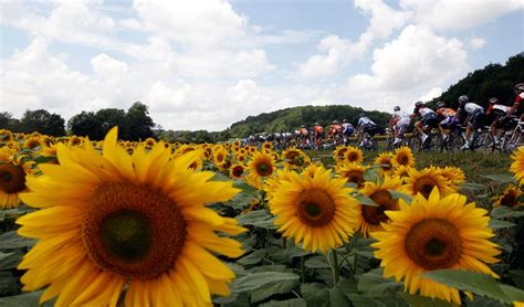 2011 Tour De France Part 1 Tour De France Sunflower Fields Europe